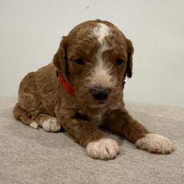 Red collar boy - Red  male Goldendoodle puppy in Ridgewood, New Jersey from Jessie’s Doodles