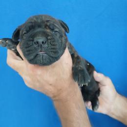 Yellow collar - Black brindle male Cane Corso puppy in Los Lunas, New Mexico from Top Gun Kennels NM