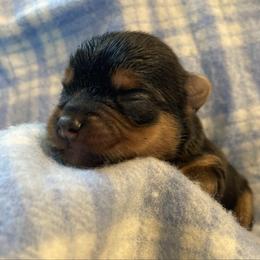 Jack - Blue and gold male Yorkshire Terrier puppy in Brooksville, Florida from York Girl’s Pups