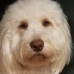 Britt - Saint Berdoodle