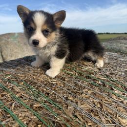 Clover - White and red male Pembroke Welsh Corgi puppy in Godley, Texas from Bradley Kennels