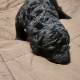 Goldendoodle Puppies from Doster Doodles