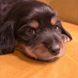 Mowgly - Black and tan male Dachshund puppy in Tampa, Florida from M&M Pups