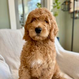 Pink - Red  female Goldendoodle puppy in Newnan, Georgia from Old Line Doodles