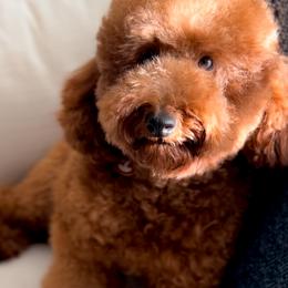 Tino - Goldendoodle