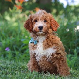 Green Boy - Parti male Goldendoodle puppy in Applecreek, Ohio from Pleasant Acre Farms