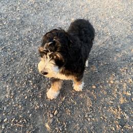Cowabunga - male Australian Mountain Doodle puppy in Melba, Idaho from Sleepy Hollow Mountain Doodles