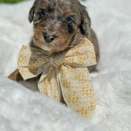 Aussiedoodle and Bernedoodle Puppies from Magnolia Grove Farms