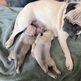Patrick collar is now yellow - Fawn male Pug puppy in Moorefield, West Virginia from Wratchford Farms