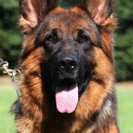 Rocca von der Stadt Mosbach - Black and red female German Shepherd puppy in Canton, Texas from WILDWOOD GERMAN SHEPHERDS