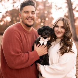 Goldendoodle puppies from Timberland Falls Goldendoodles