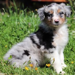 BMM5 - Blue merle male Australian Shepherd puppy in Chehalis, Washington from Wandering Acres Ranch