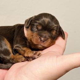Cavalier King Charles Spaniel and Dachshund Puppies from Cavalier Companions CO.