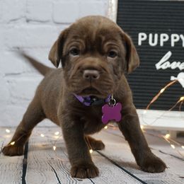 Chinese Shar-Pei and Companion Cross Puppies from Mini Hippo Land