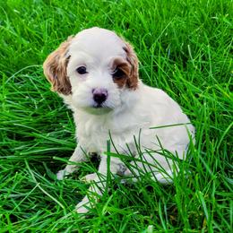 Edward - Parti male Goldendoodle puppy in Bountiful, Utah from Red Brick Doodles