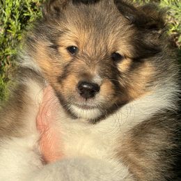 Shetland Sheepdog Puppies from SquiresShelties