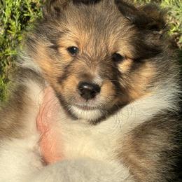 Shetland Sheepdog Puppies from SquiresShelties