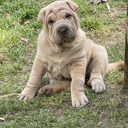 Chinese Shar-Pei Puppies from HapPei House of Wrinkles