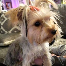 Khaleesi May - Yorkshire Terrier