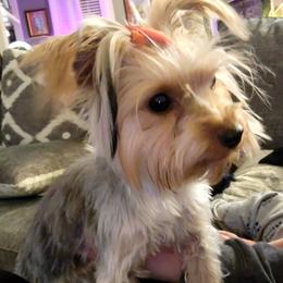 Khaleesi May - Yorkshire Terrier