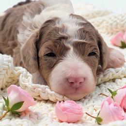 Pink - Brown merle female Aussiedoodle puppy in Byron, Georgia from Southern Olive Doodles 🫒