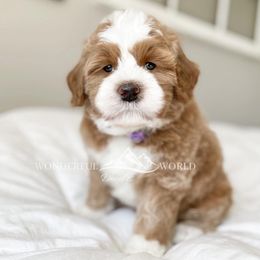 Bernedoodle and Cavapoo Puppies from Wonderful World Doodles