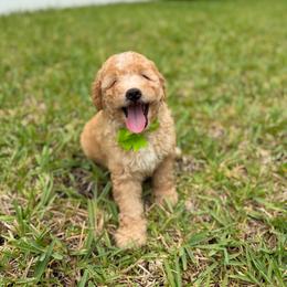 Cove - Red male Bernedoodle puppy in Loxahatchee, Florida from SR. Doodle pupps