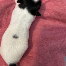 (Polka) Dot girl 2 - Black and white female Shih Tzu puppy in Hematite, Missouri from Free Range Shih Tzus