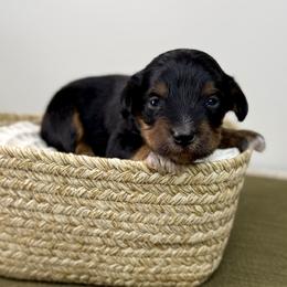 Sven - Black tri-color male Aussiedoodle puppy in Adams, Nebraska from Boxcar Doodles and Poodles