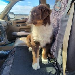 Australian Shepherd Puppies from Diane's Australian Shepherds