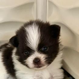 Girl 2 - Chocolate parti female Pomeranian puppy in Maplefalls, Washington from Snow peak poms