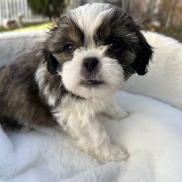 Luca - Tricolor male Shih Tzu puppy in Boston, Massachusetts from London's puppies