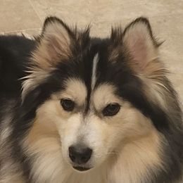 Maya - Pomsky