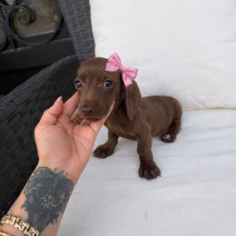 Dachshund and Pomeranian Puppies from Puppiesnat