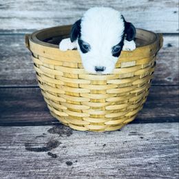 Ash - Black and white female Mal-Shi puppy in Tampa Bay, Florida from Woodpecker Ridge Pups