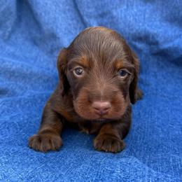 Male 1 - Chocolate and tan male Dachshund puppy in Bakersfield, California from Open Hourglass LLC