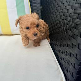 Sheen - Apricot male Poodle puppy in Kissimmee, Florida from Poodles Are Mixy