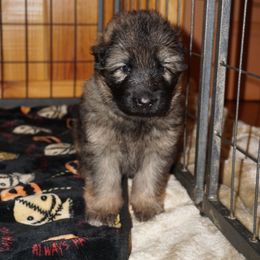 Pink - Sable female German Shepherd puppy in Pickens, South Carolina from Von Maqqedah Haus German Shepherds