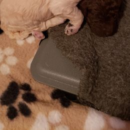Poodle Puppies from Middle Earth Standard Poodles