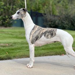 Vanity - Whippet
