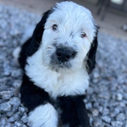 Sunny - Sheepadoodle puppy from Desert Lily Doodles