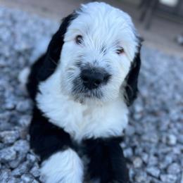 Sunny - Sheepadoodle puppy from Desert Lily Doodles