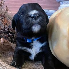 Bordoodle Puppies from Nighthawk Bordoodles