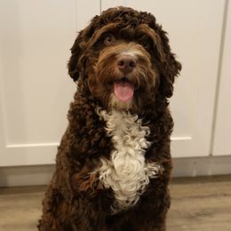 Alabama - Bernedoodle
