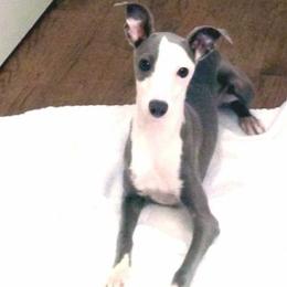 Paola - Italian Greyhound