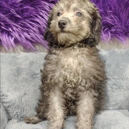 Twilight - Black female Poodle puppy in Neosho, Missouri from Star Light Pups