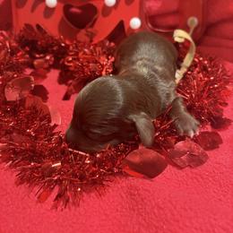 Chocolate male white spot on chest - Chocolate male Dachshund puppy in Pleasant Plains, Arkansas from JGBs Dachshunds