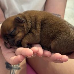 Messi - Fawn male French Bulldog puppy in Spring, Texas from Amanda's French Bulldogs