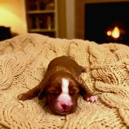 Ranger - Ruby male Cavalier King Charles Spaniel puppy in Pennsylvania from Julie's Cavalier King Charles Spaniels