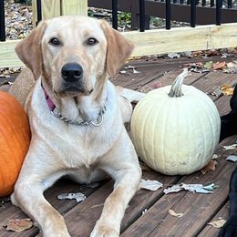 Labrador Retrievers from Hunter Mill Retrievers